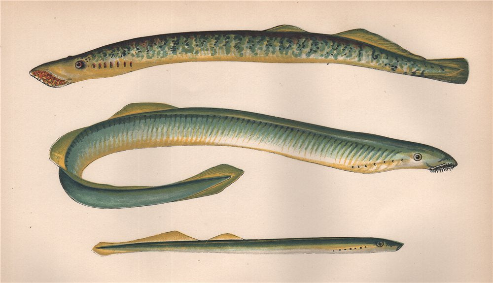 SEA SILVER & EUROPEAN RIVER LAMPREY Lampern Petromyzon marinus COUCH Fish 1862